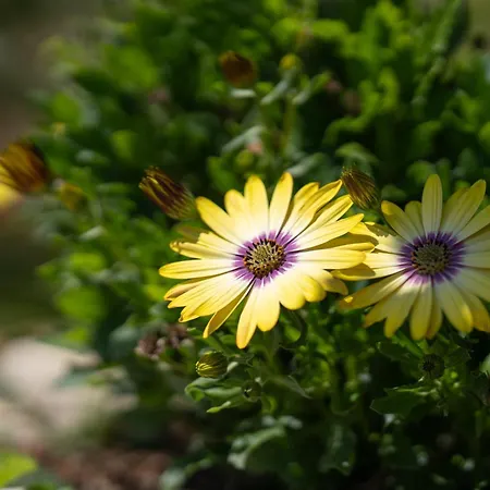 Forti Retreat * Kariótai