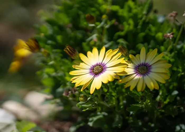 Forti Retreat * Kariótai